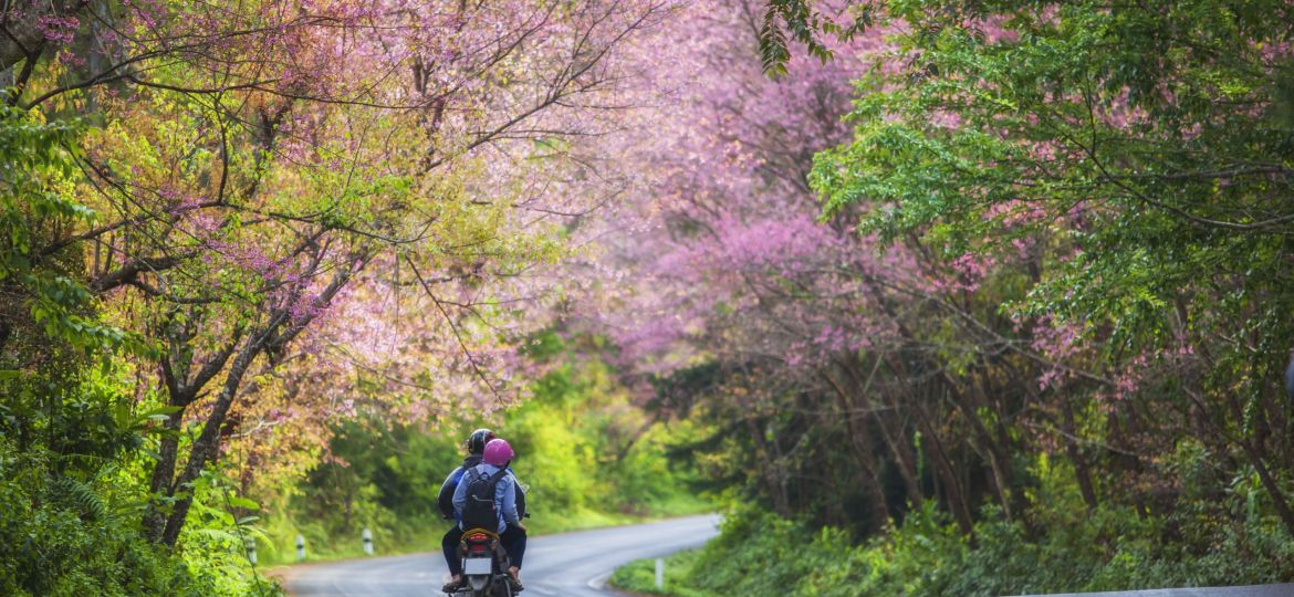 Beautiful landscape view of pink sakura on road at Doi Ang Khang, Chiang Mai ,Thailand.