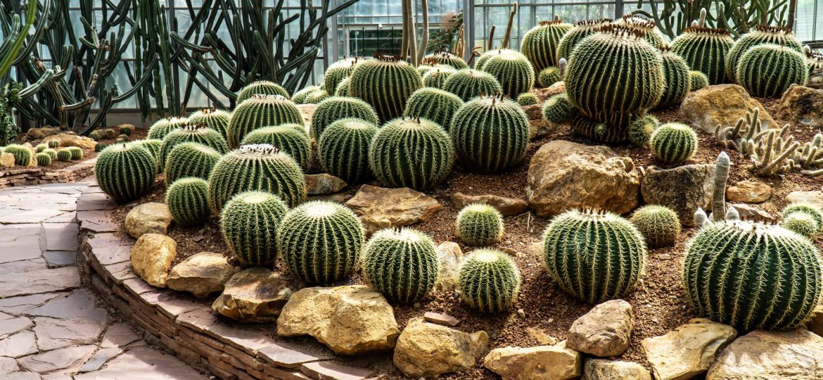 Golden  Barrel cactus growth in greenhouse at Queen Sirikit botanic garden, Chiang mai, Thailand